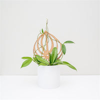 Peptrella - Plant trellis inspired by watermelon peperomia
