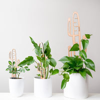 Cactrella - Plant trellis inspired by the Barrel Cactus