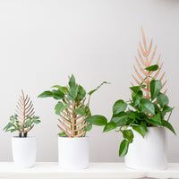 Palmella - Plant trellis inspired by the Palm Leaf