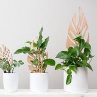 Monstrella - Plant trellis inspired by the Monstera Leaf