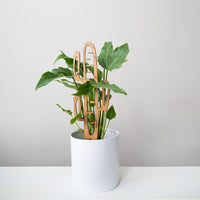 Cactrella - Plant trellis inspired by the Barrel Cactus