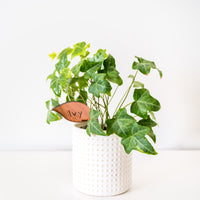 Folia - Wooden plant tags - Leaf-shaped plant labels