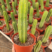 Trichocereus Pachanoi Common San Pedro PC Ornamental Grafting Cactus Cuttings and Potted