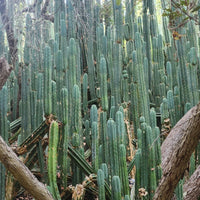 Trichocereus Pachanoi Common San Pedro PC Ornamental Grafting Cactus Cuttings and Potted