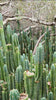 Trichocereus Pachanoi Common San Pedro PC Ornamental Grafting Cactus Cuttings and Potted