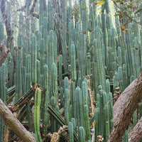 Trichocereus Pachanoi Common San Pedro PC Ornamental Grafting Cactus Cuttings and Potted
