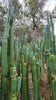 Trichocereus Pachanoi Common San Pedro PC Ornamental Grafting Cactus Cuttings and Potted