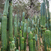 Trichocereus Pachanoi Common San Pedro PC Ornamental Grafting Cactus Cuttings and Potted
