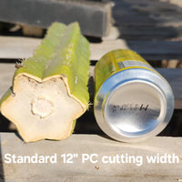Trichocereus Pachanoi Common San Pedro PC Ornamental Grafting Cactus Cuttings and Potted