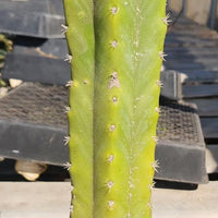 Trichocereus Pachanoi Common San Pedro PC Ornamental Grafting Cactus Cuttings and Potted