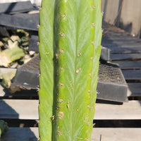 Trichocereus Pachanoi Common San Pedro PC Ornamental Grafting Cactus Cuttings and Potted