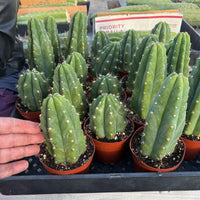 Trichocereus Pachanoi Common San Pedro PC Ornamental Grafting Cactus Cuttings and Potted