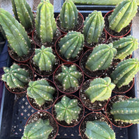 Trichocereus Pachanoi Common San Pedro PC Ornamental Grafting Cactus Cuttings and Potted