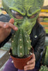 Trichocereus Pachanoi Common San Pedro PC Ornamental Grafting Cactus Cuttings and Potted