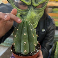 Trichocereus Pachanoi Common San Pedro PC Ornamental Grafting Cactus Cuttings and Potted