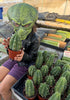 Trichocereus Pachanoi Common San Pedro PC Ornamental Grafting Cactus Cuttings and Potted