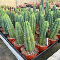 Trichocereus Pachanoi Common San Pedro PC Ornamental Grafting Cactus Cuttings and Potted
