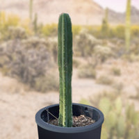 Trichocereus Pachanoi, San Pedro Cactus Plant