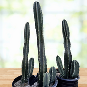 Peruvian Apple Cactus Plant