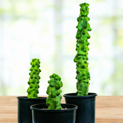 Lophocereus Schotti Var Monstrosus, Totem Pole 'Major' Cactus Plant