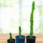 Lophocereus Schotti var. Monstrosus, Totem Pole 'Minor' Cactus Plant