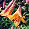 Lilium Bulbs - Trumpet Lily African Queen By Easy To Grow Bulbs