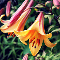 Lilium Bulbs - Trumpet Lily African Queen By Easy To Grow Bulbs
