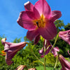 Lilium 1 Bulb - Trumpet Lily Pink Perfection By Easy To Grow Bulbs