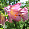Lilium 1 Bulb - Trumpet Lily Pink Perfection By Easy To Grow Bulbs