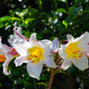 Lilium - Trumpet Fragrant Lily Regale Bulb