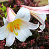Lilium - Trumpet Fragrant Lily Regale Bulb