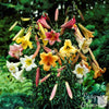 Lilium 4 Bulbs - Fragrant Trumpet Lily Big Band Collection By Easy To Grow Bulbs