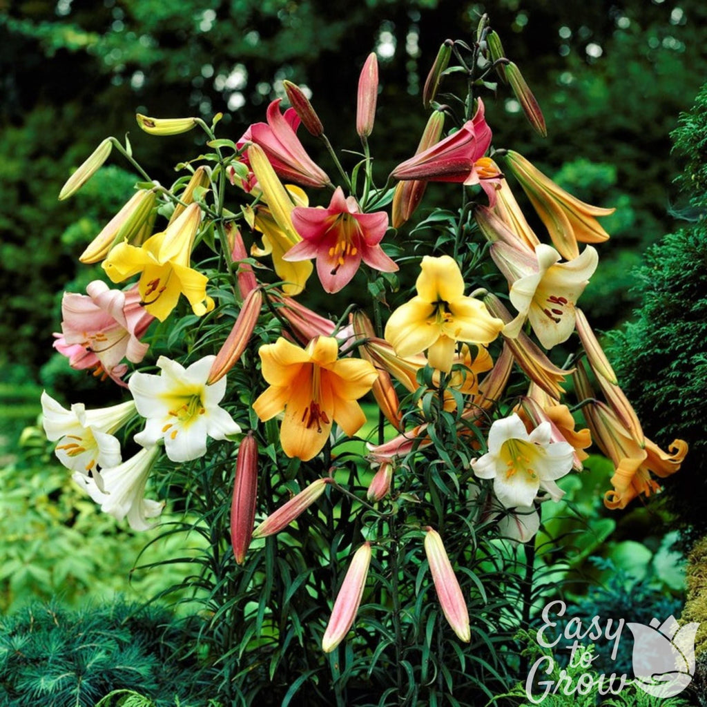 trumpet lily flower Lilium 4 Bulbs - Fragrant Trumpet Lily Big Band Collection By Easy To