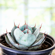 Agave Parryi Truncata Plant, Cold Hardy