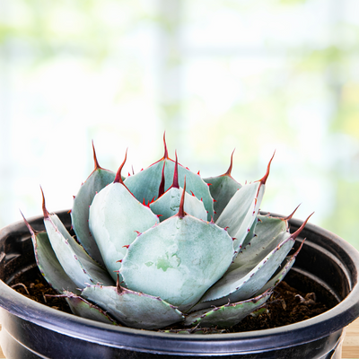 Agave Parryi Truncata Plant, Cold Hardy