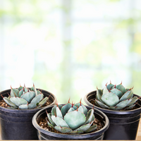 Agave Parryi Truncata Plant, Cold Hardy