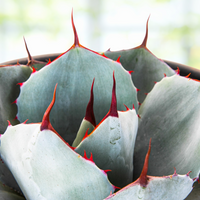 Agave Parryi Truncata Plant, Cold Hardy