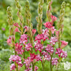 Tuberose 3 Bulbs - Cherry By Easy To Grow Bulbs
