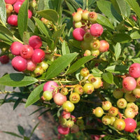 Pink Lemonade Blueberry Plant - Vibrant Flavor for Your Garden