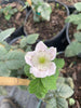 Rubus 'Von', Summer Bearing Thornless Blackberry Live Plant