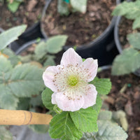 Rubus 'Von', Summer Bearing Thornless Blackberry Live Plant