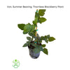Rubus 'Von', Summer Bearing Thornless Blackberry Live Plant