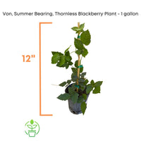 Rubus 'Von', Summer Bearing Thornless Blackberry Live Plant
