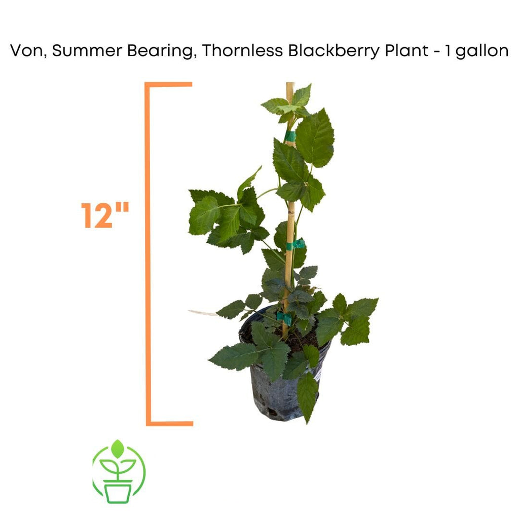 Rubus 'Von', Summer Bearing Thornless Blackberry Live Plant