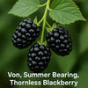 Rubus 'Von', Summer Bearing Thornless Blackberry Live Plant