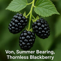 Rubus 'Von', Summer Bearing Thornless Blackberry Live Plant