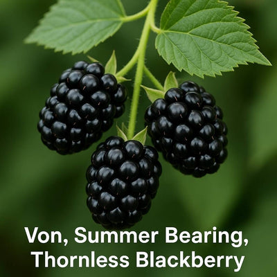 Rubus 'Von', Summer Bearing Thornless Blackberry Live Plant