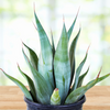 Agave Weberi, Succulent Landscape Plant