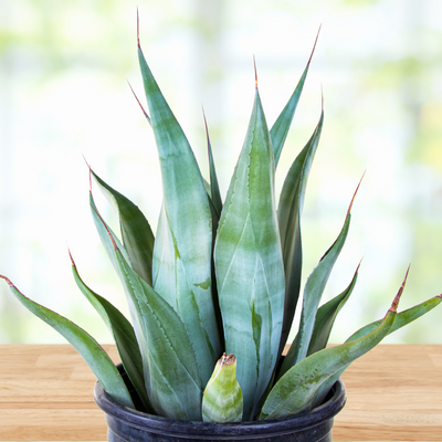 Agave Weberi, Succulent Landscape Plant