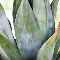 Agave Weberi, Succulent Landscape Plant